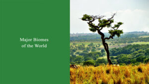 Major Biomes of the World