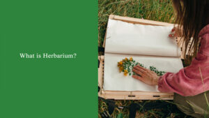 What is Herbarium?