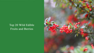 Top 20 Wild Edible Fruits and Berries