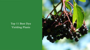 Top 11 Best Dye Yielding Plants in Nepal