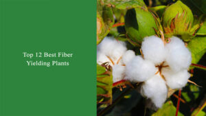 Top 12 Best Fiber Yielding Plants