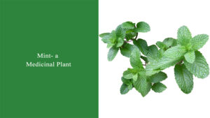 Mint- a Medicinal Plant